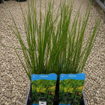 Sitina rozložitá (Juncus effusus) - výška 15-30 cm, kont. P9